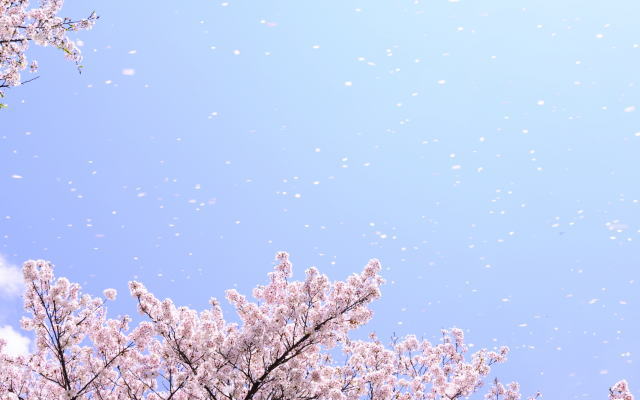 桜・花見のイメージ画像